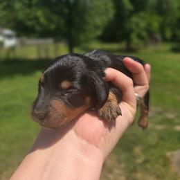 Midnight - Black and tan male Dachshund puppy in Milroy, Pennsylvania from Not Your Average Weiner