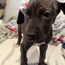 Brixton - Brindle female Great Dane puppy in Hutchinson, Kansas from Dappled Danes