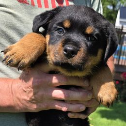 Rottweiler Puppies from Vom Peiffley Rottweilers, LLC