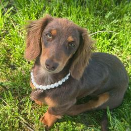 Betty - Dachshund