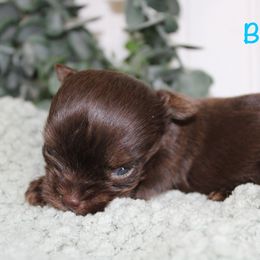 Yorkshire Terrier Puppies from Peach Yorkies