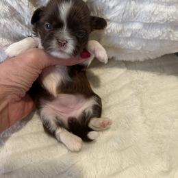 Shih Tzu Puppies from Lux Shih Tzu of New England