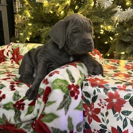Vixen - Gray male Cane Corso puppy in Lititz, Pennsylvania from Lititz Cane Corsos