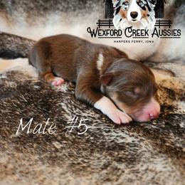 Boy 5 - male Australian Shepherd puppy in Harpers Ferry, Iowa from Wexford Creek Aussies, LLC