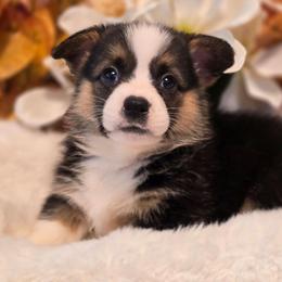 Astro - Black and tan male Companion Cross puppy in Austin, Texas from Cutest Corgi's of Austin