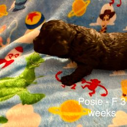 Cavapoo Puppies from Enchantment Cavapoo & Pugapoo Puppies