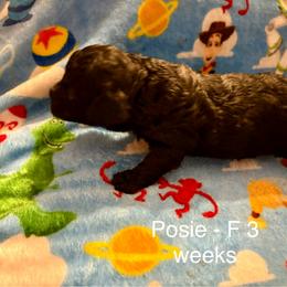 Cavapoo Puppies from Enchantment Cavapoo & Pugapoo Puppies