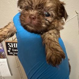 Orchid - Liver female Shih Tzu puppy in Madera Acres, California from California Shih Tzu’s