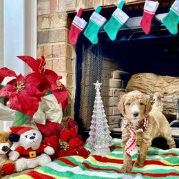 Goldendoodle Puppies from Central Texas Doodle Nest Kennel
