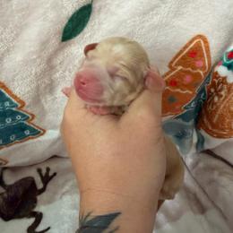 Cream girl - Cream female Dachshund puppy in Kelso, Washington from New Age Doxies
