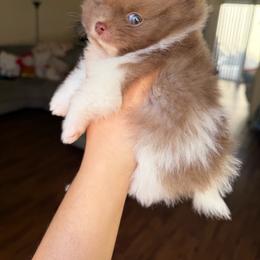 Hershey - Chocolate parti male Pomeranian puppy in Stanton, California from Pure hearts
