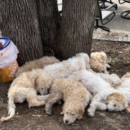 Goldendoodle puppies from Helios Doodles