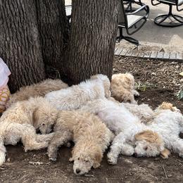 Goldendoodle puppies from Helios Doodles
