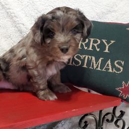 Aussiedoodle and Poodle Puppies from Simply Grace Mini Aussiedoodles