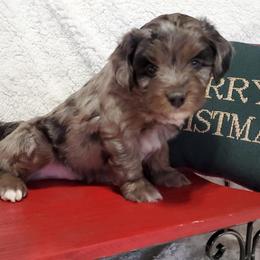 Aussiedoodle and Poodle Puppies from Simply Grace Mini Aussiedoodles