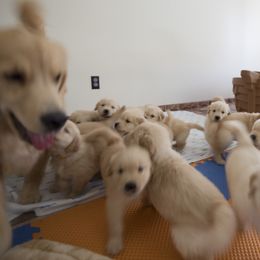 Golden Retriever Puppies from Honeysweet Goldens