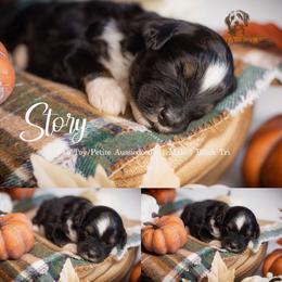 Story - Black tri-color male Aussiedoodle puppy in Roebuck, South Carolina from Dani's Dandy Doodles