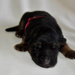 Female 3 - Black and tan female German Shepherd puppy in Hamilton, New Jersey from Birch Haus