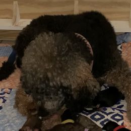 Goldendoodle and Poodle Puppies from Heartland Poodles and Doodles