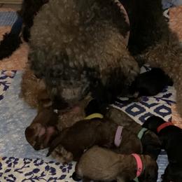 Goldendoodle and Poodle Puppies from Heartland Poodles and Doodles