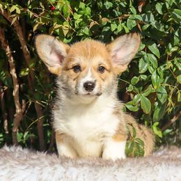 Brown collar - Red male Pembroke Welsh Corgi puppy in Caliente, California from Rafter Cross 7