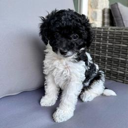 Girl 1 - Black and white female Cavapoo puppy in Mount Pleasant, Texas from Reyna Cavapoos