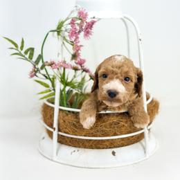 LIBERTY - Red  female Goldendoodle puppy in Davison, Michigan from Dreaming Doodles