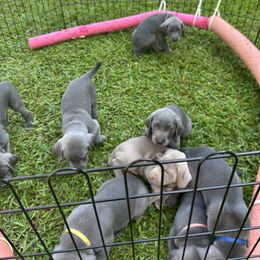 Weimaraner Puppies from Georgia Line Weimaraners