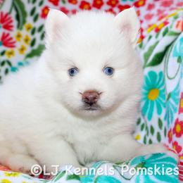 Cristiano - White male Pomsky puppy in Centerville, Iowa from LJ Kennels Pomskies, LLC