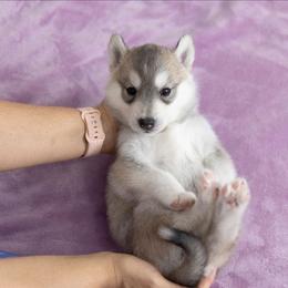 Sparkle - Gray and white female Siberian Husky puppy in North Miami, Florida from Kardrovi Siberians