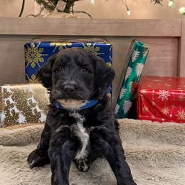 Blue - Black male Goldendoodle puppy in Tecumseh, Nebraska from Down South Doodles