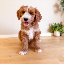 Toby - Red  male Goldendoodle puppy in Melba, Idaho from KZ Doodles