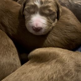 Goldendoodle Puppies from Goldendoodles of Anchor Bay
