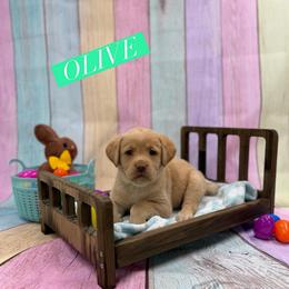 Olive - Yellow female Dilute Retriever puppy in Forest City, Iowa from Helm Labs