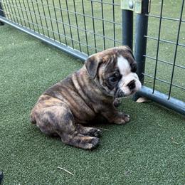 Donna Sheridan - Lime Collar - Red brindle and white female Bulldog puppy in Krum, Texas from K & K Little Blessings