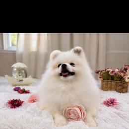 Spots - Pomeranian