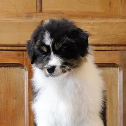Rio - Black tri-color male Australian Shepherd puppy in Sedalia, Missouri from Affinity Aussies