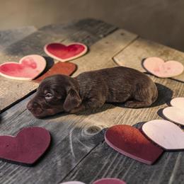Rolo - Chocolate and tan male Dachshund puppy in Alvin, Texas from Cosson's Dachshunds of Alvin