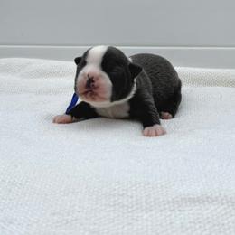 Squirtle - Blue male Boston Terrier puppy in West Jefferson, Ohio from Kline Kennels