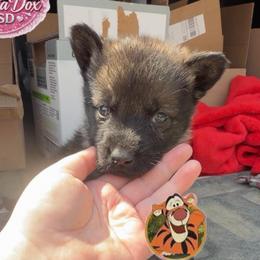 Tigger - Sable male German Shepherd puppy in Livingston, Kentucky from Illyria Dox & GSD