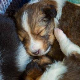 Shetland Sheepdog Puppies from Shirehill Shelties