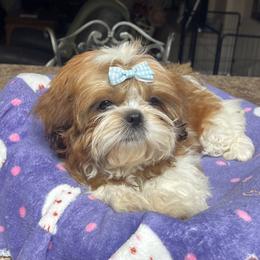 Female - Red and white female Shih Tzu puppy in Mesa, Arizona from Wendy's Shih Tzus