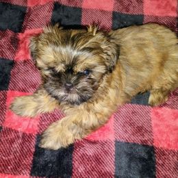 Booboo - Brindle female Shih Tzu puppy in Englewood, New Jersey from Sincerely Paws