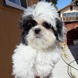 Marky - Black and white male Shih Tzu puppy in Victorville, California from RUMBLE n TUMBLE