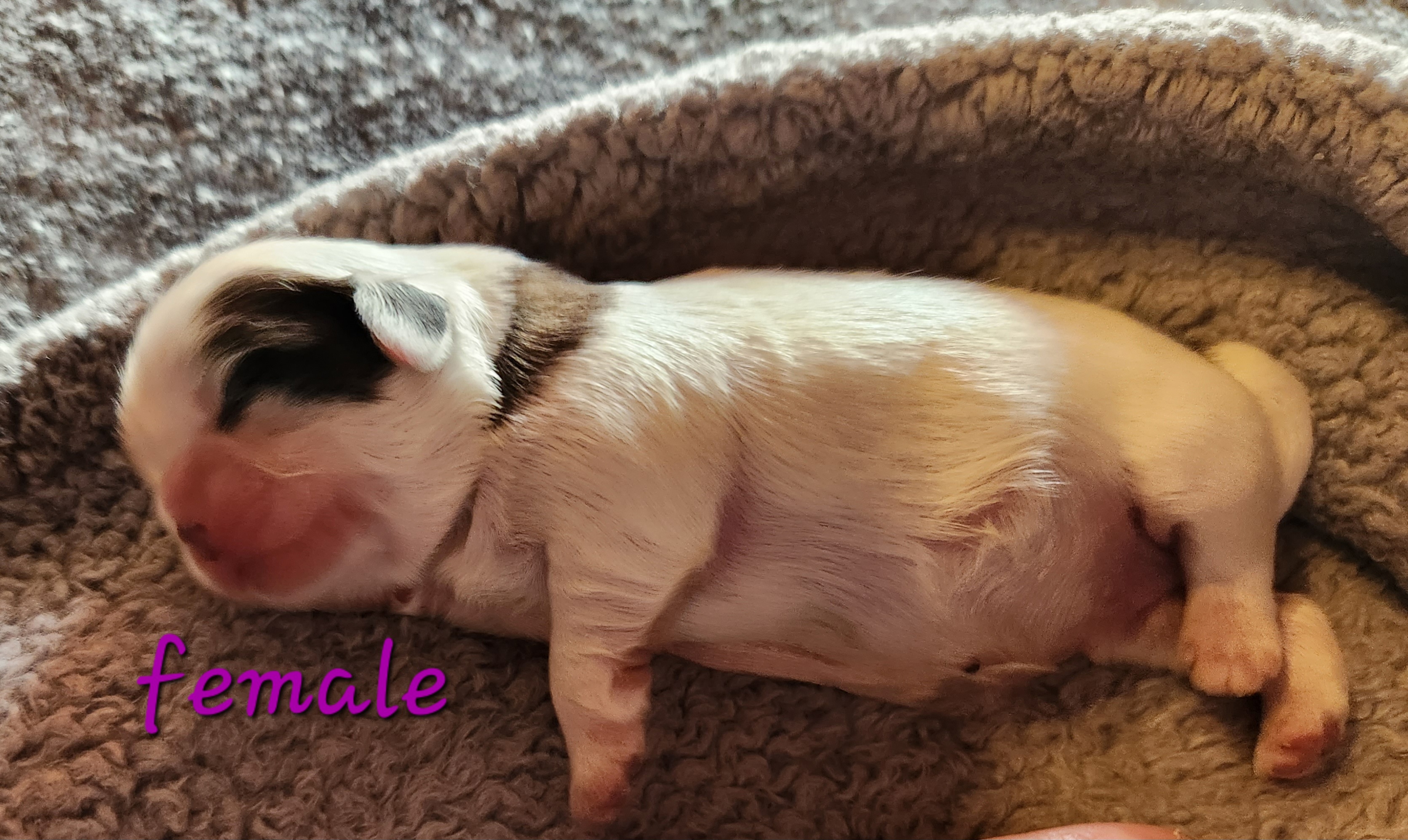 Shih Tzu Puppies from Tae's Shih Tzu Puppies