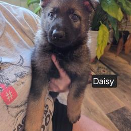 Daisy - Sable female German Shepherd puppy in Cave City, Arkansas from Bayou Valley Shepherds and American Hunt Terriers