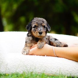 Mochi - Merle male Bernedoodle puppy in Washington from Doodle Love
