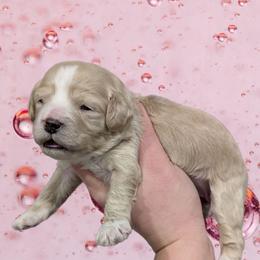 Juliette - Cream female Cavapoo puppy in Coshocton, Ohio from Forever Family Puppies