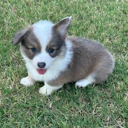 Benz - Blue male Pembroke Welsh Corgi puppy in Cashion, Oklahoma from Shabby Chic Corgis