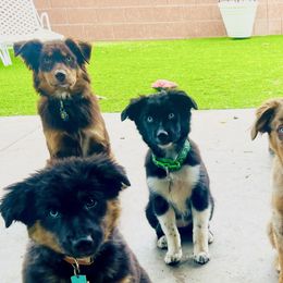 Australian Shepherds and Miniature Australian Shepherds from TTTNT Aussies